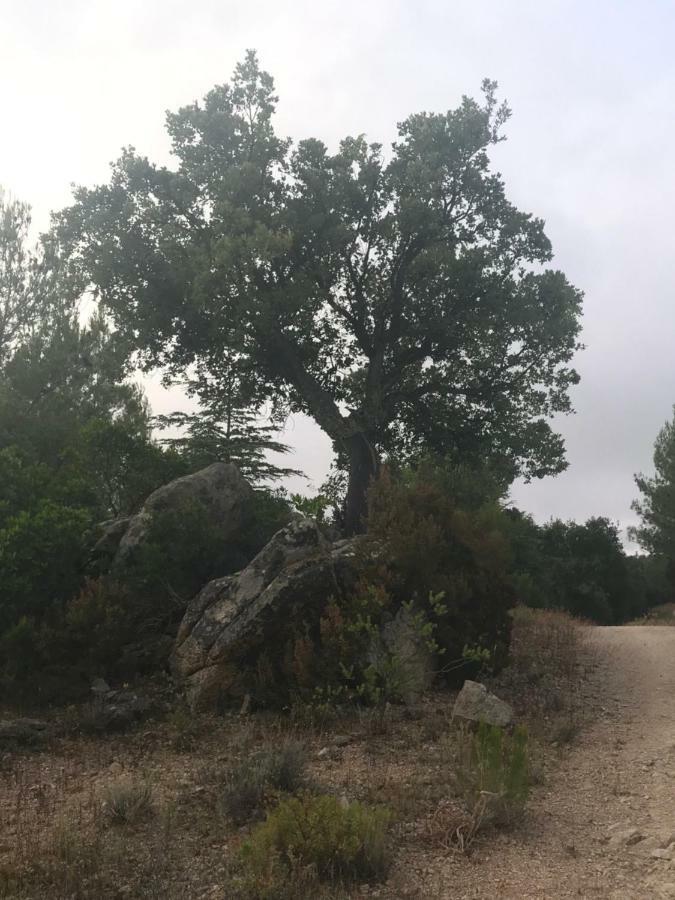 Sardegna Vicino Ad Olbia "La Casa Nel Vicolo" Villa Berchidda Eksteriør billede